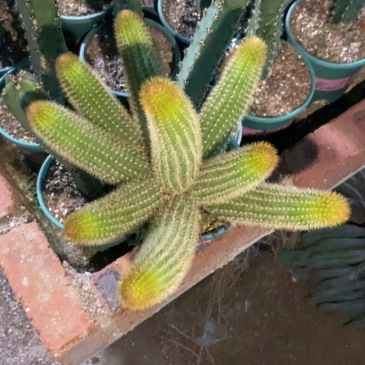 丽仙人球双色金妞九头