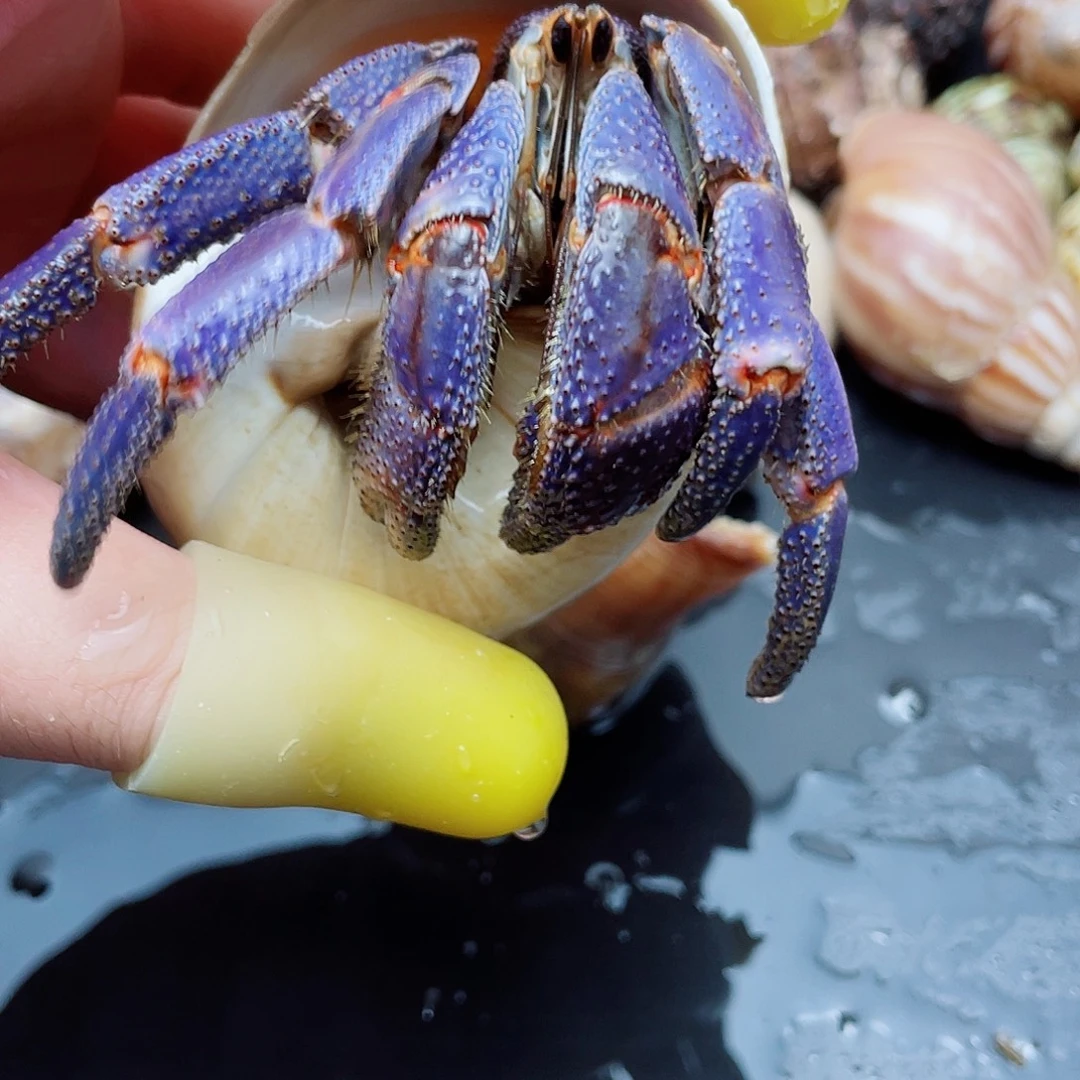 4.5口通体紫紫陆寄居蟹
