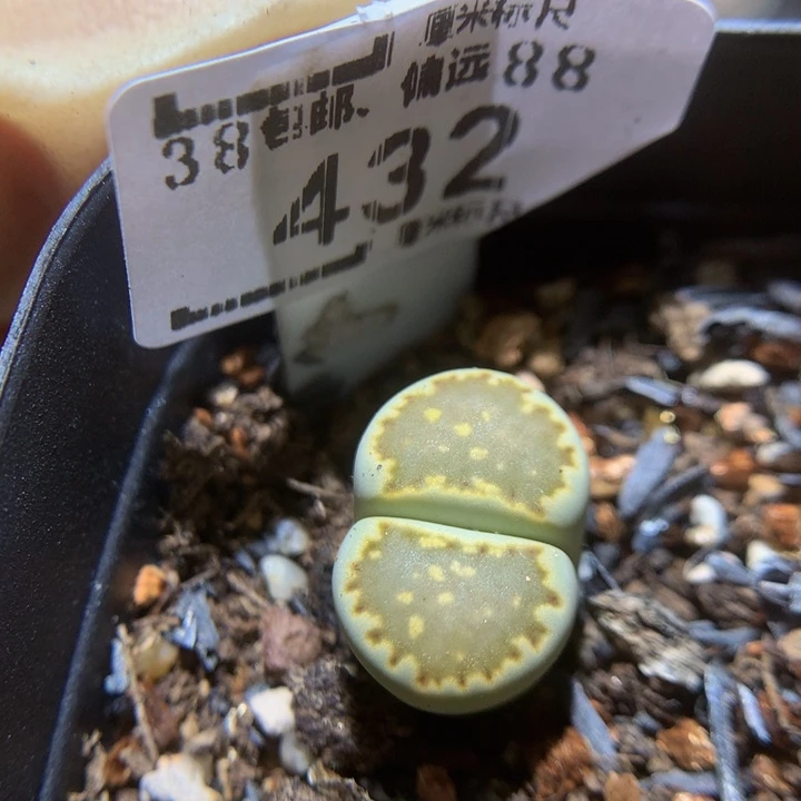 Sss生石花多肉432高特