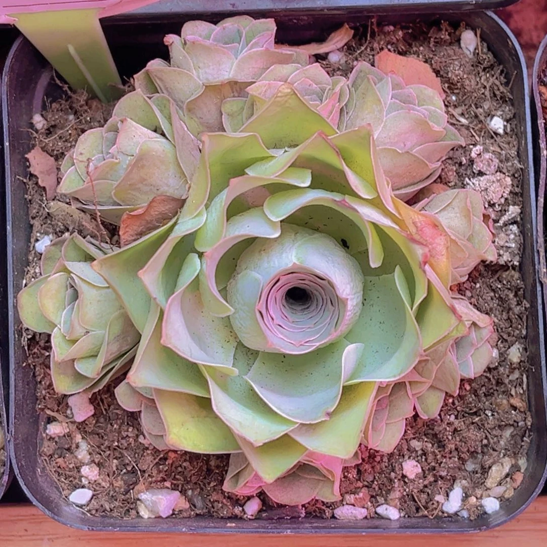 352山地玫瑰手捧