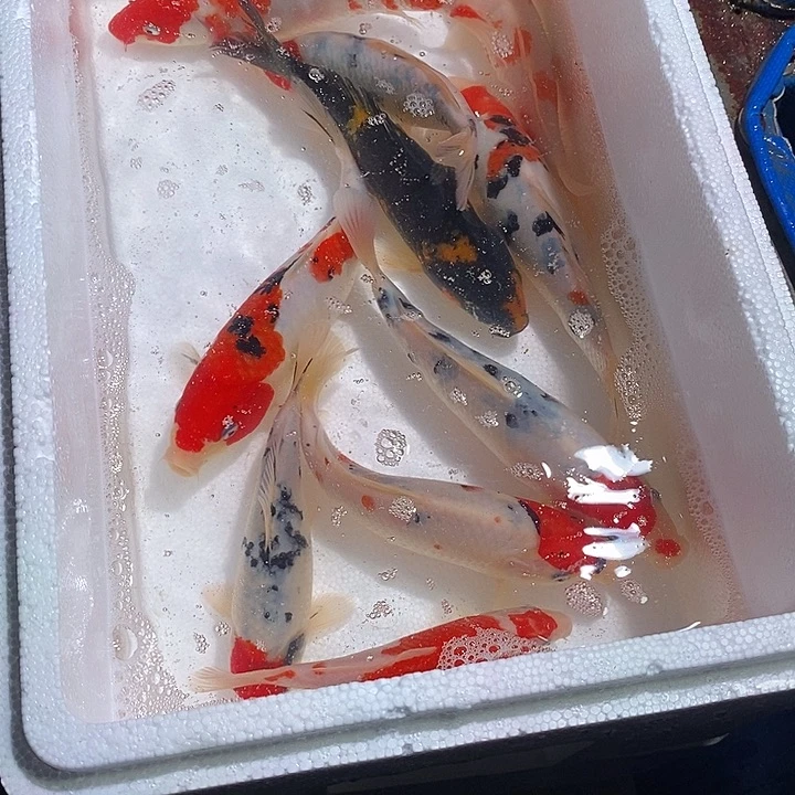 E***.锦鲤锦鲤活鱼开箱包活