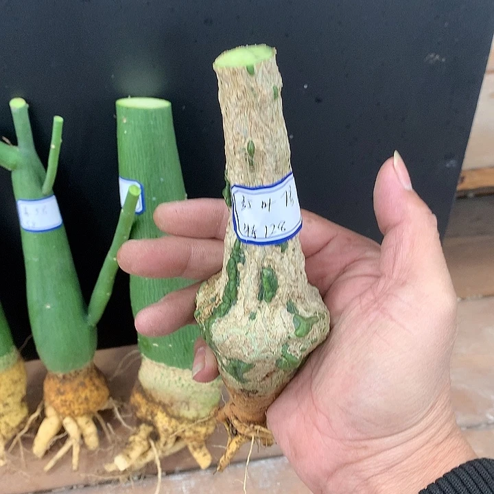 7号红叶西番莲放漏