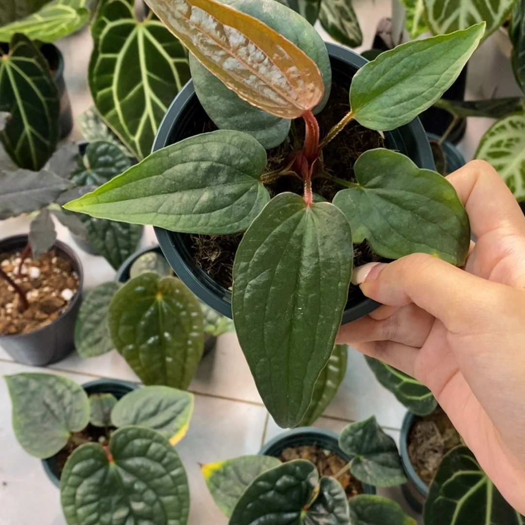 W***e不开花植物8289  fs杂奢华（缀杹）