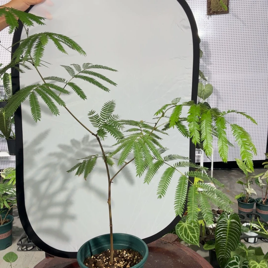 完全开放分叉造型款密叶猴