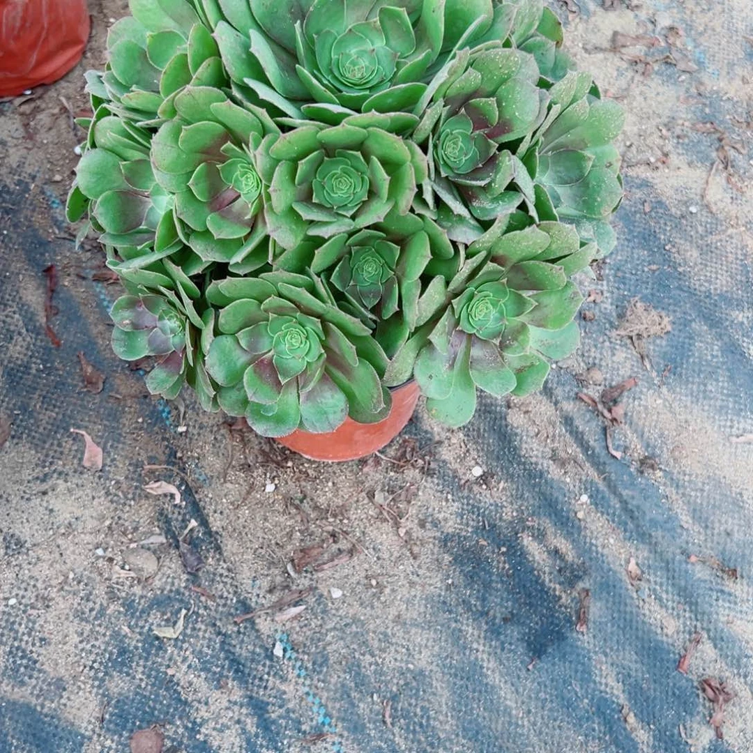 367糖心万圣节法师多肉植物