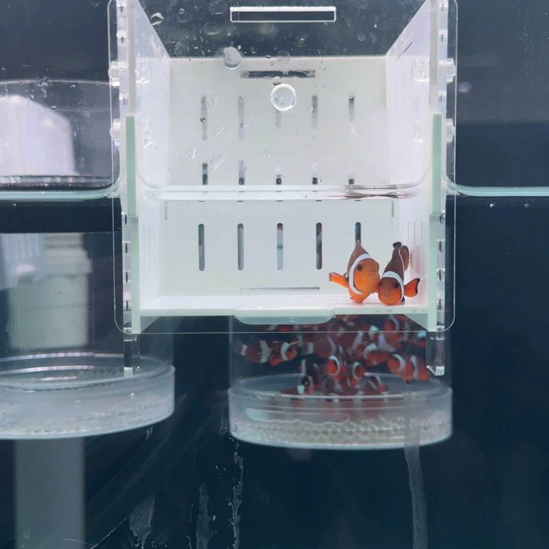 海水鱼5+配4+公子一对