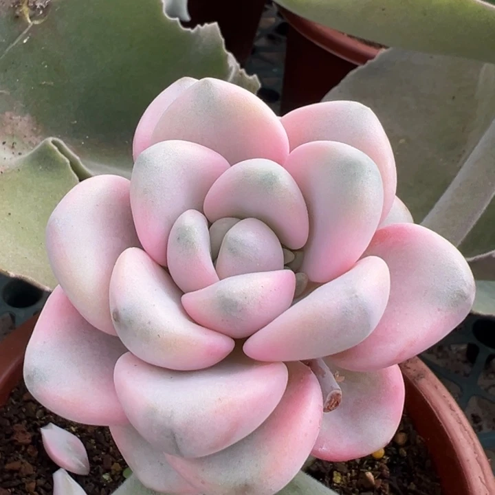 花瓣露锦一物一拍锦龙