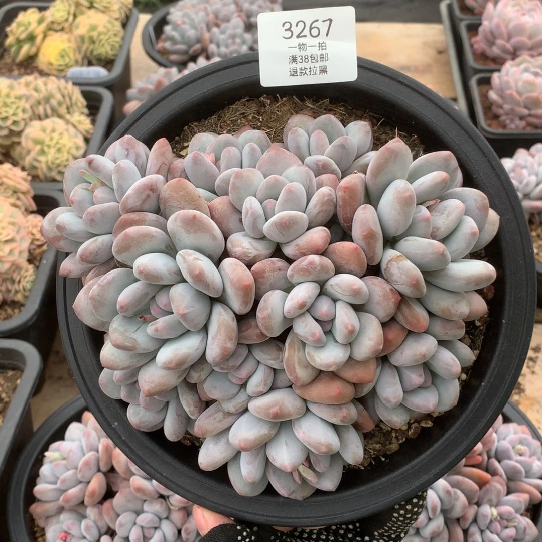 18.5厘米11头老桩香水3267