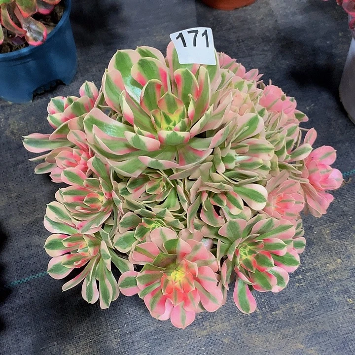 红***梅多肉法师粉女巫171000