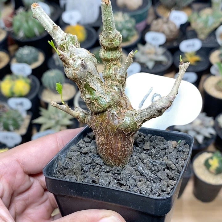 106号实生沙漠苏木块根植物7cm