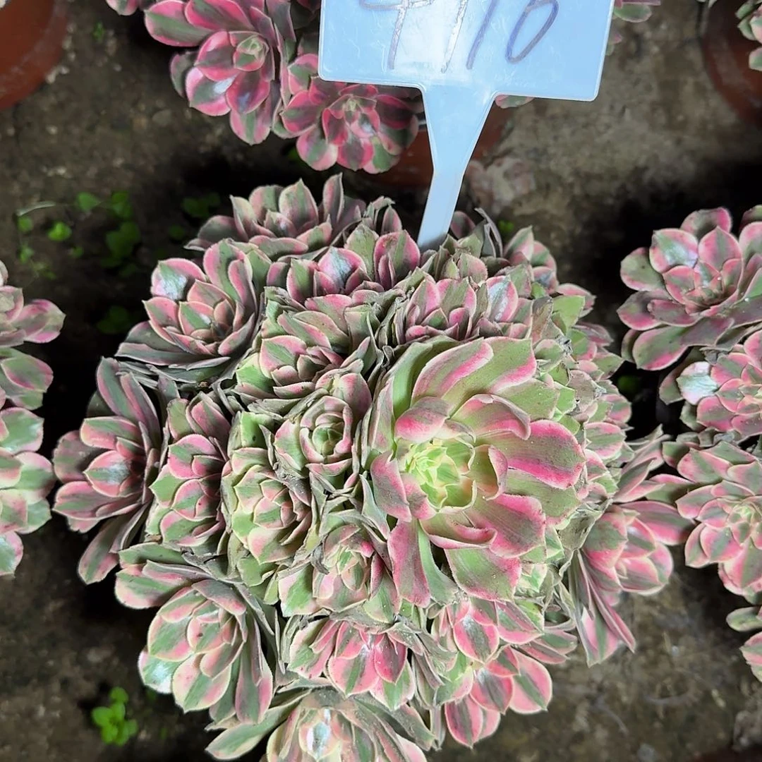 4116女妖多肉法师多肉