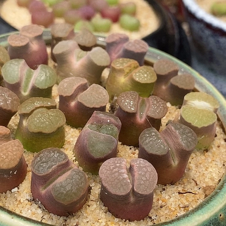 班克雪花磁铁一颗