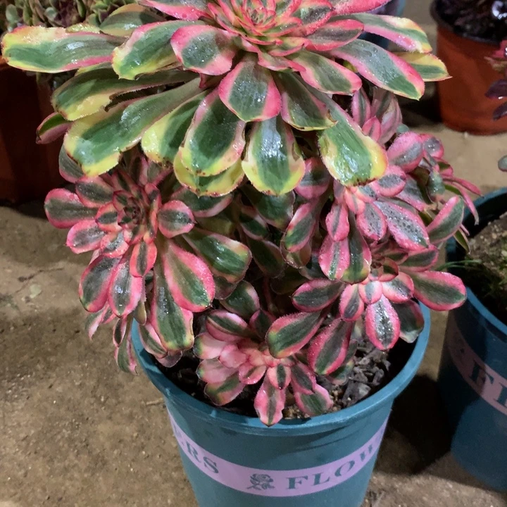 218初恋多肉植物特价