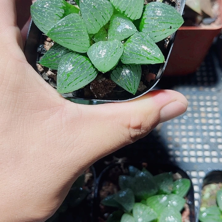 青雉姬新手好养的