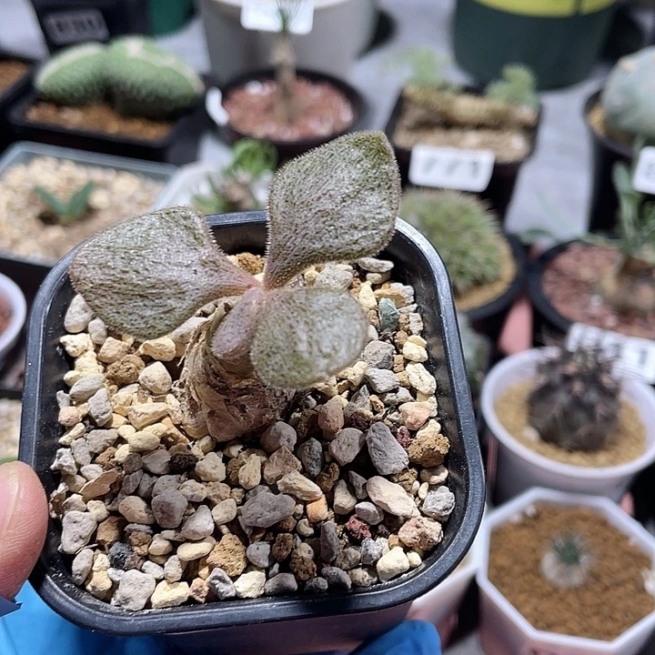 888产地薛辉圣塔块根