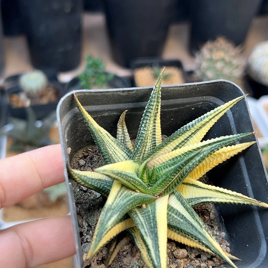 琉璃殿拉丝锦散斑锦7.5cm