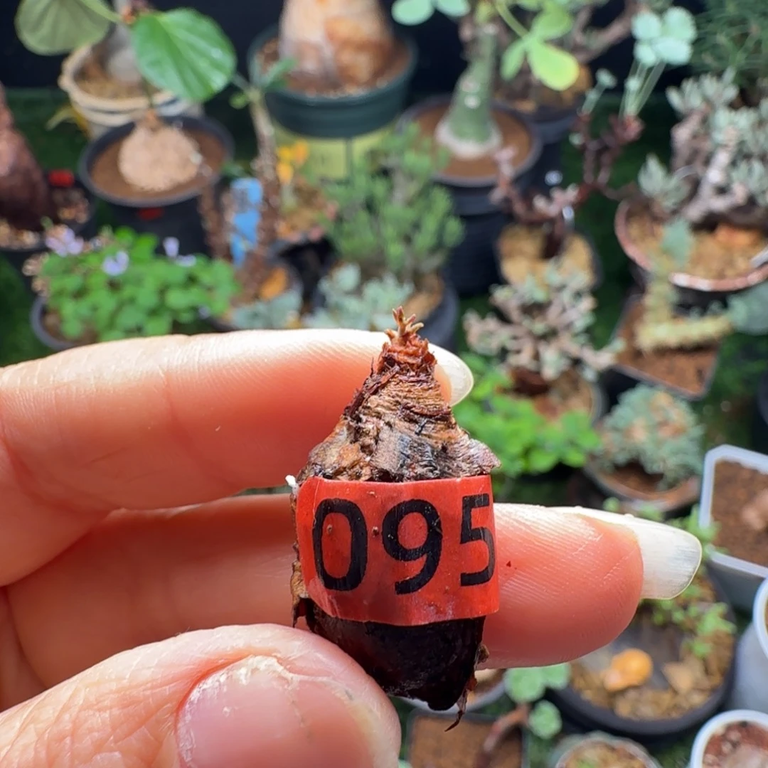 肾叶洋葵095仙人掌