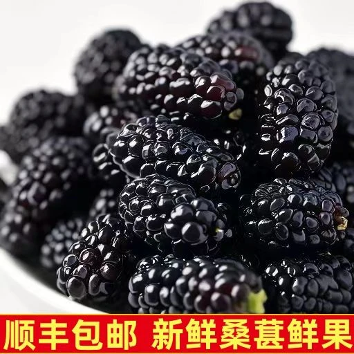 新鲜水果桑葚现摘现发当季孕妇水果桑枣黑桑椹果精挑软糯酸甜