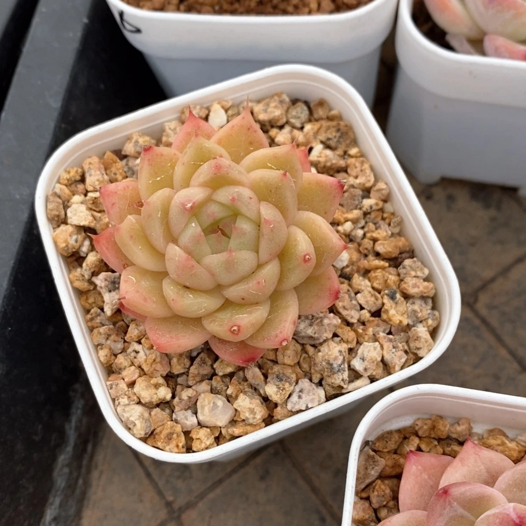 精品多肉一物一拍不包整102