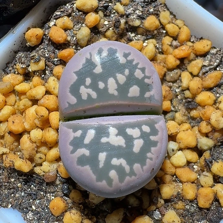 生石花122222。  159