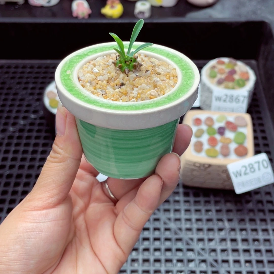 w2871 带盆土发货一物一拍