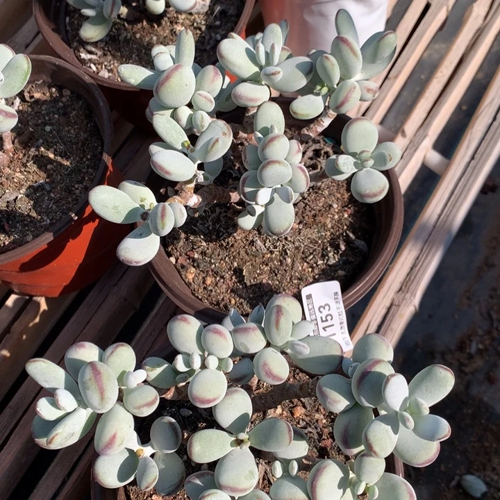 无花朵专拍链接多肉1153