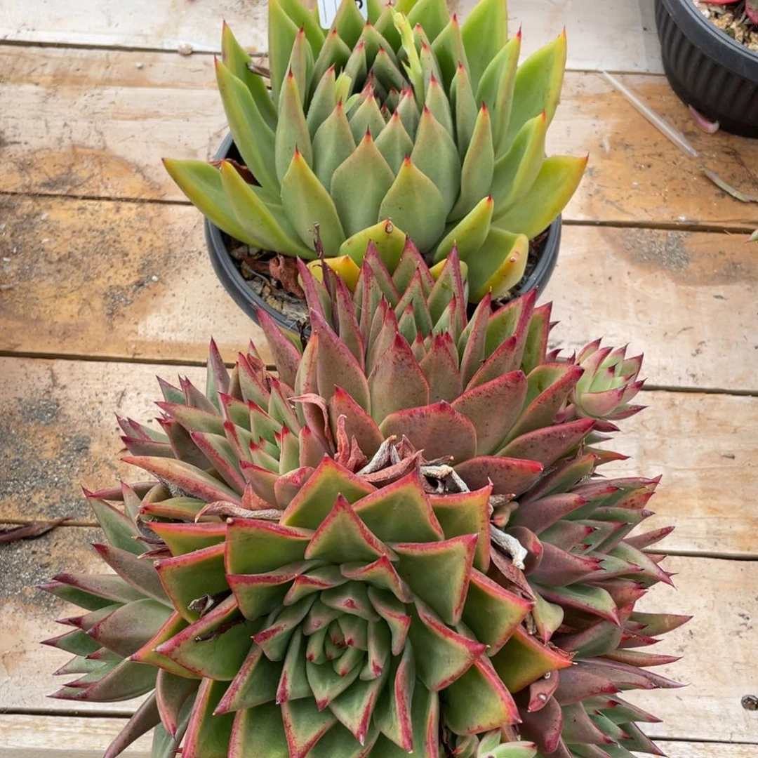 无花朵若如东云组拍E706