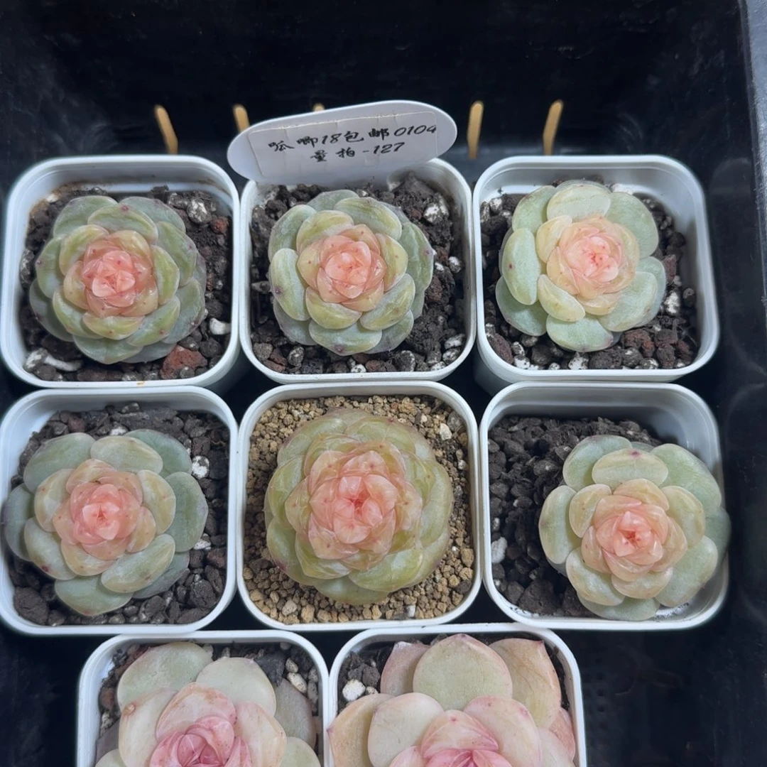 0104-127-大胖橘一颗量拍