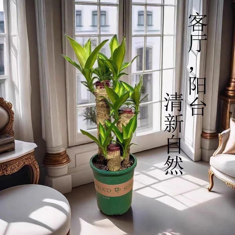巴西木带叶带根发货步步高升幸运木盆栽室内好养易活花卉绿植