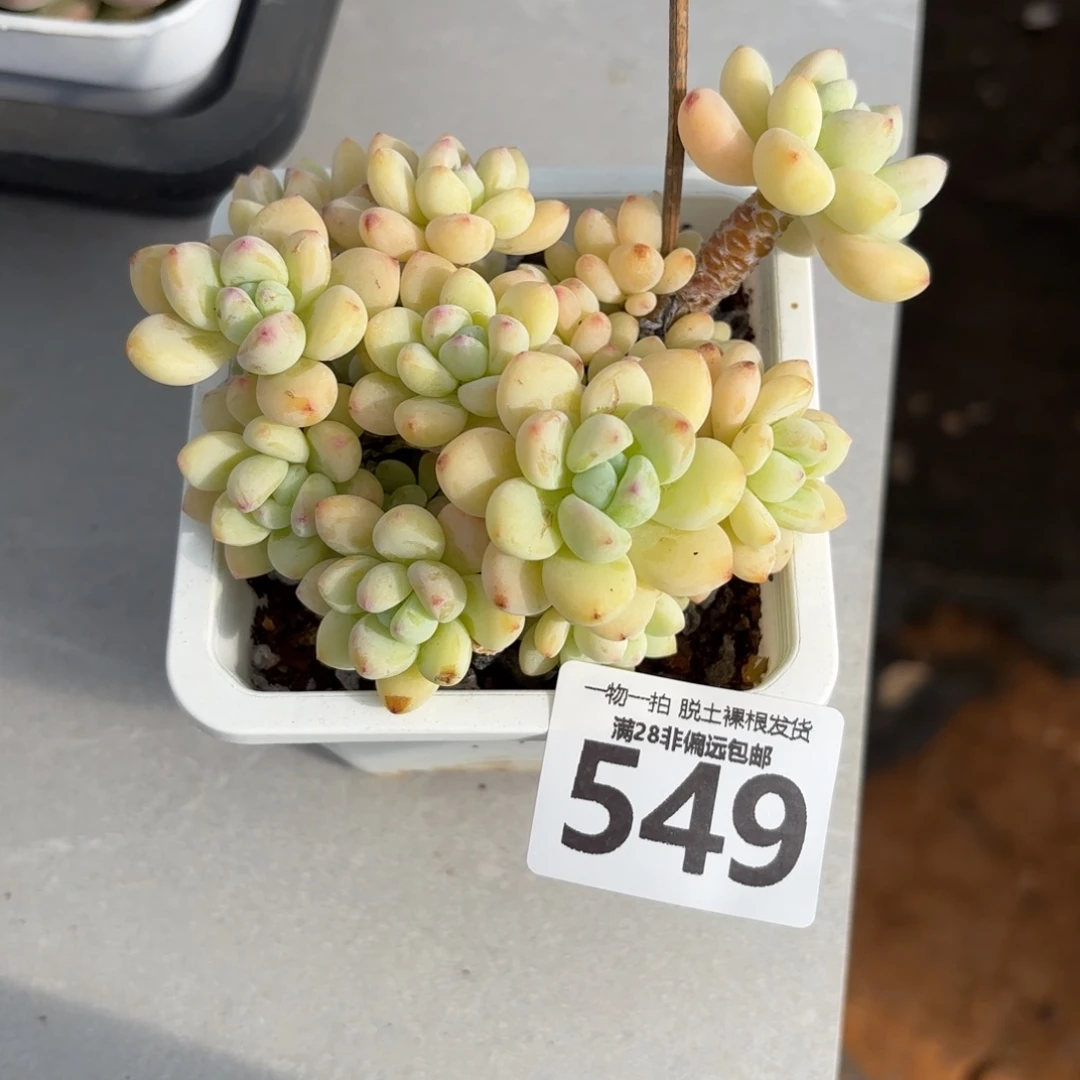 樱花罗绮无盆土发货