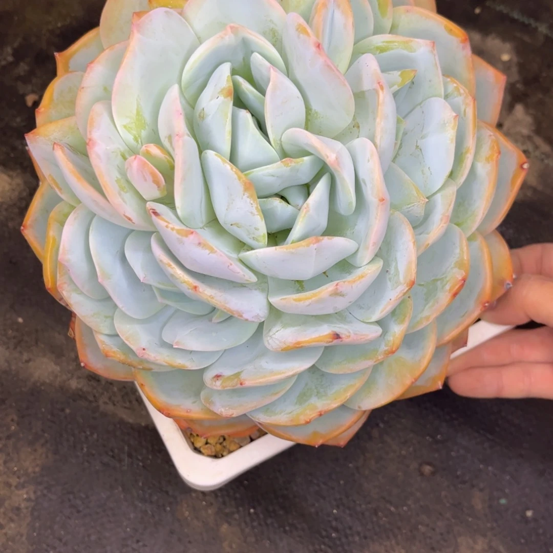 无花朵友家多肉一物一拍