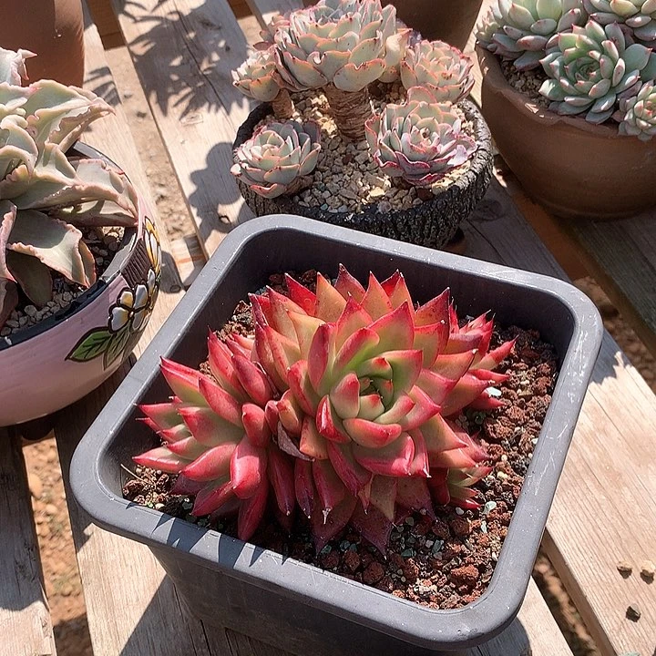 亦*红钻多肉植物脱土