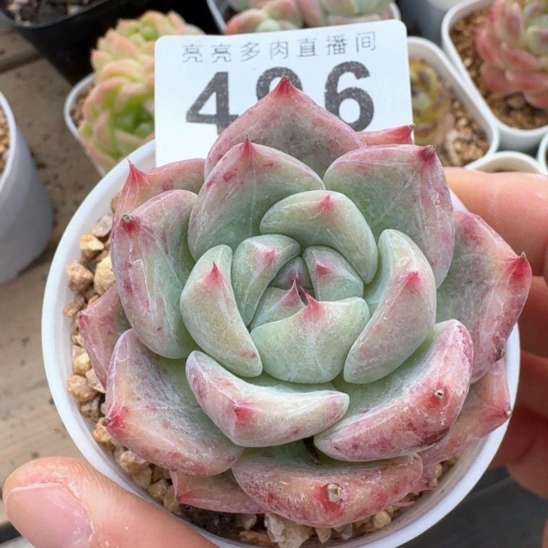 精美多肉植物