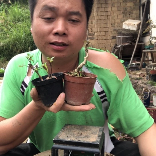 胡***亿无花朵盆景盆栽植物（不包成活率）