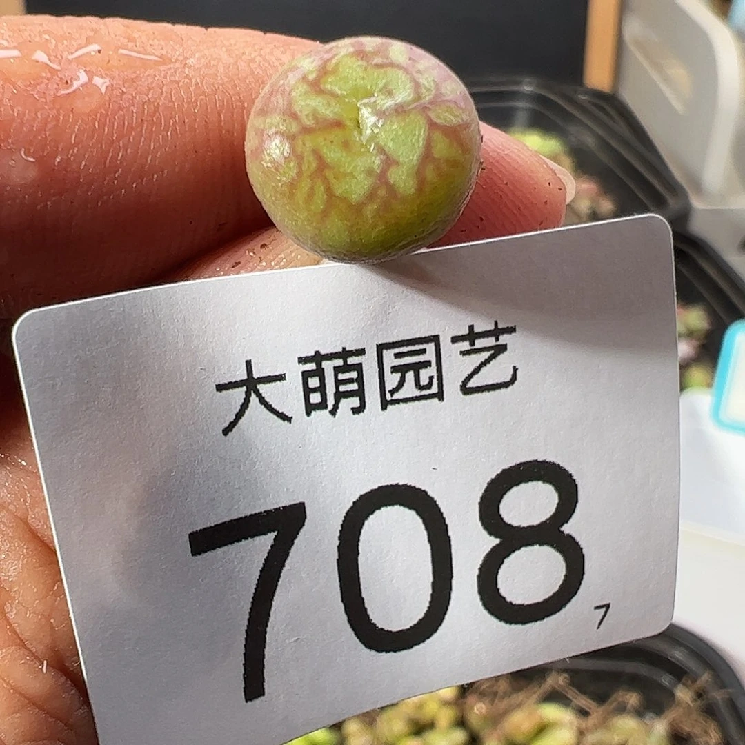 0000708 一物一拍……