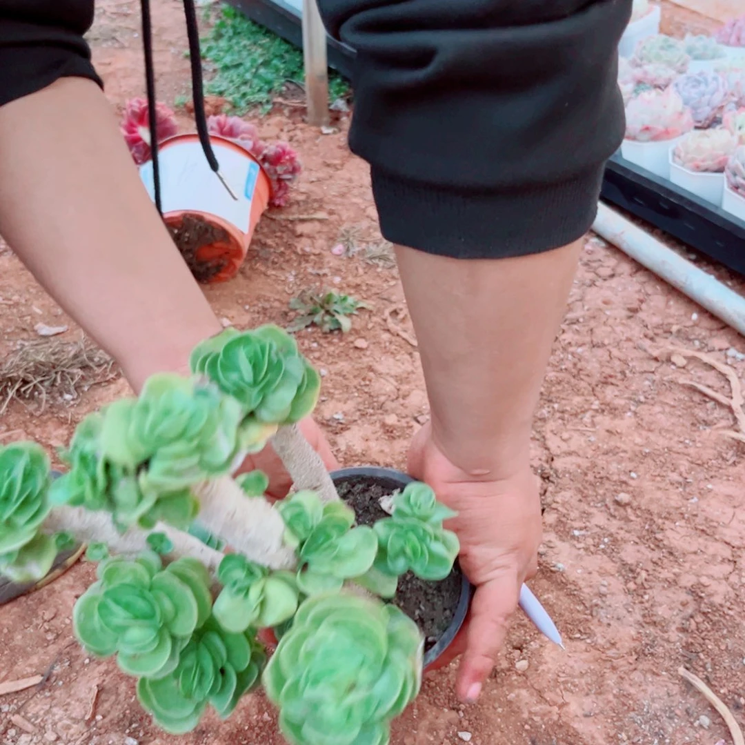 花****惜金钱木一物一拍