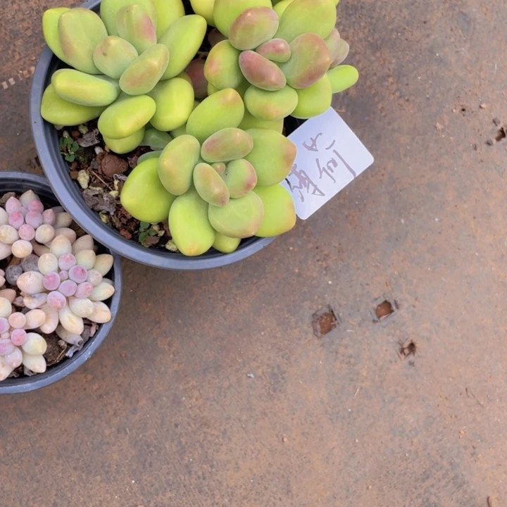 ****荷薄荷姐多肉链接的