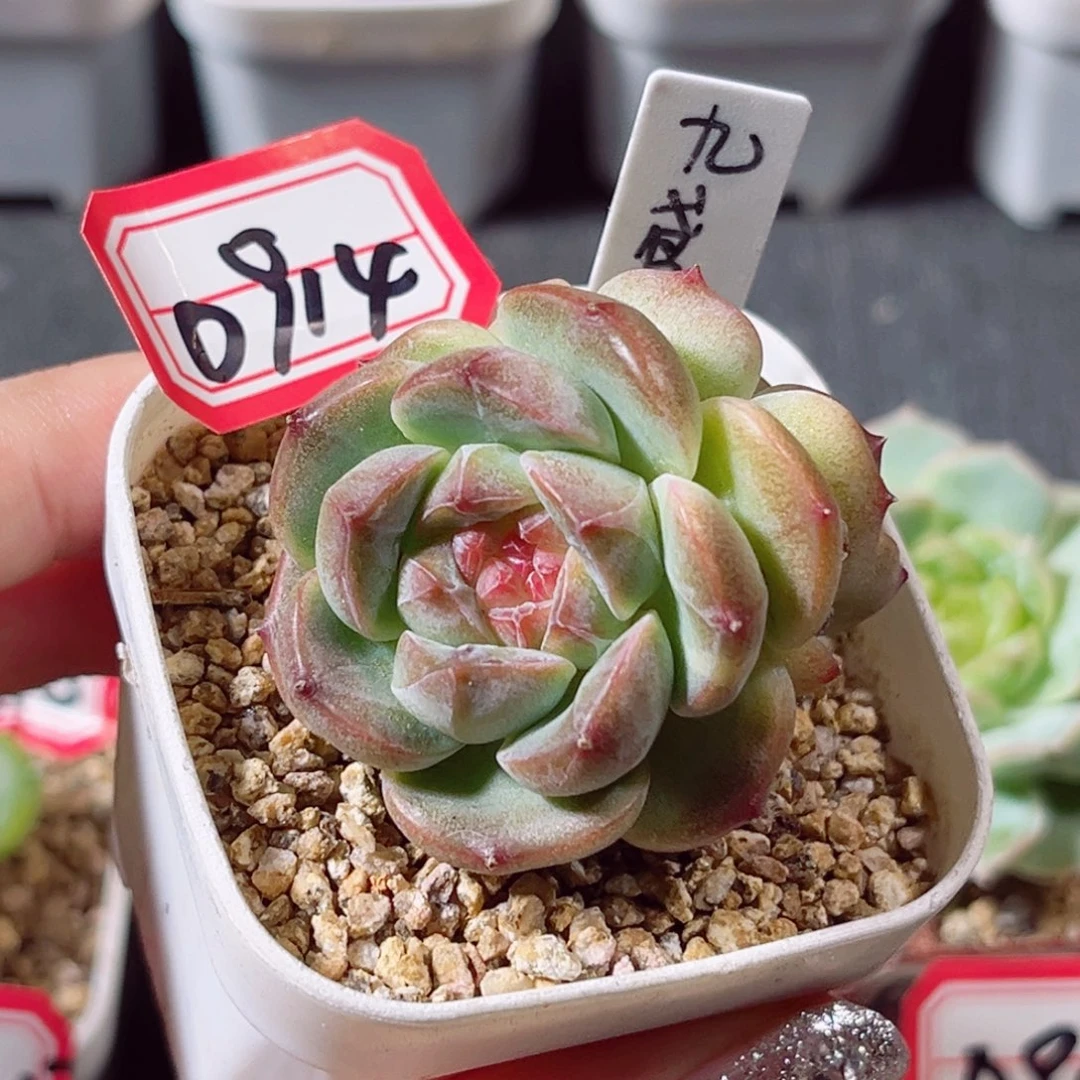 D914 一物一拍 18包邮 九鸢