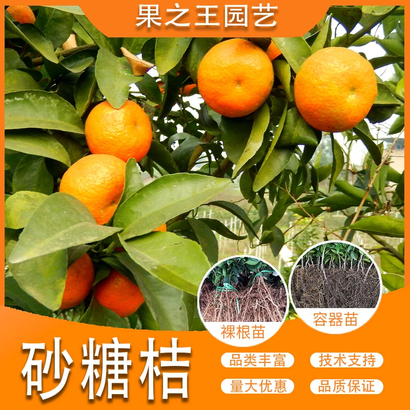 果之王【砂糖桔】盆栽地栽正宗嫁接产量高南北耐寒柑橘苗