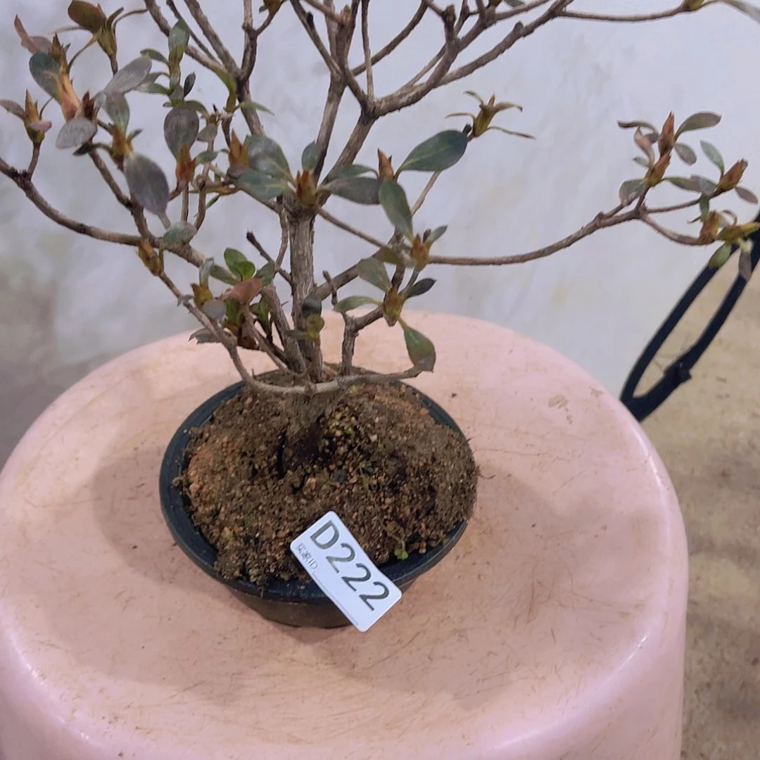 红陶直播时间一直一直