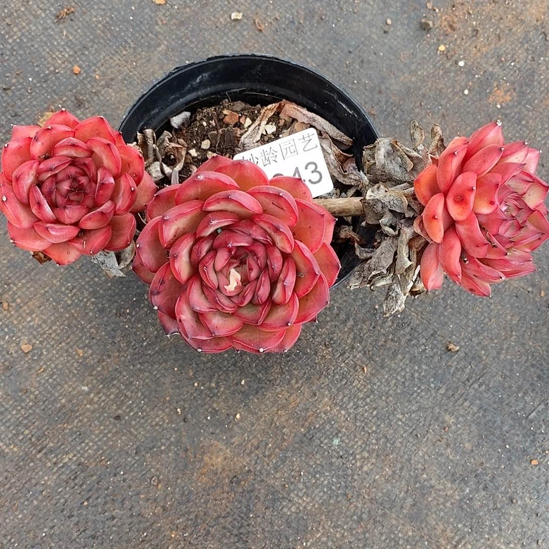 小***y4043掉头跑散群不售后～