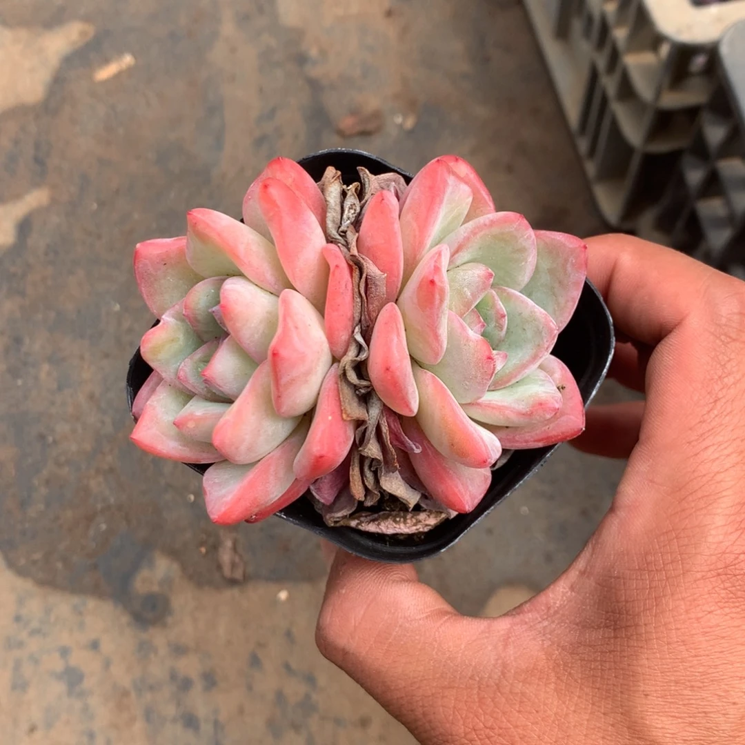 我们就像这只蝴蝶飞得很快