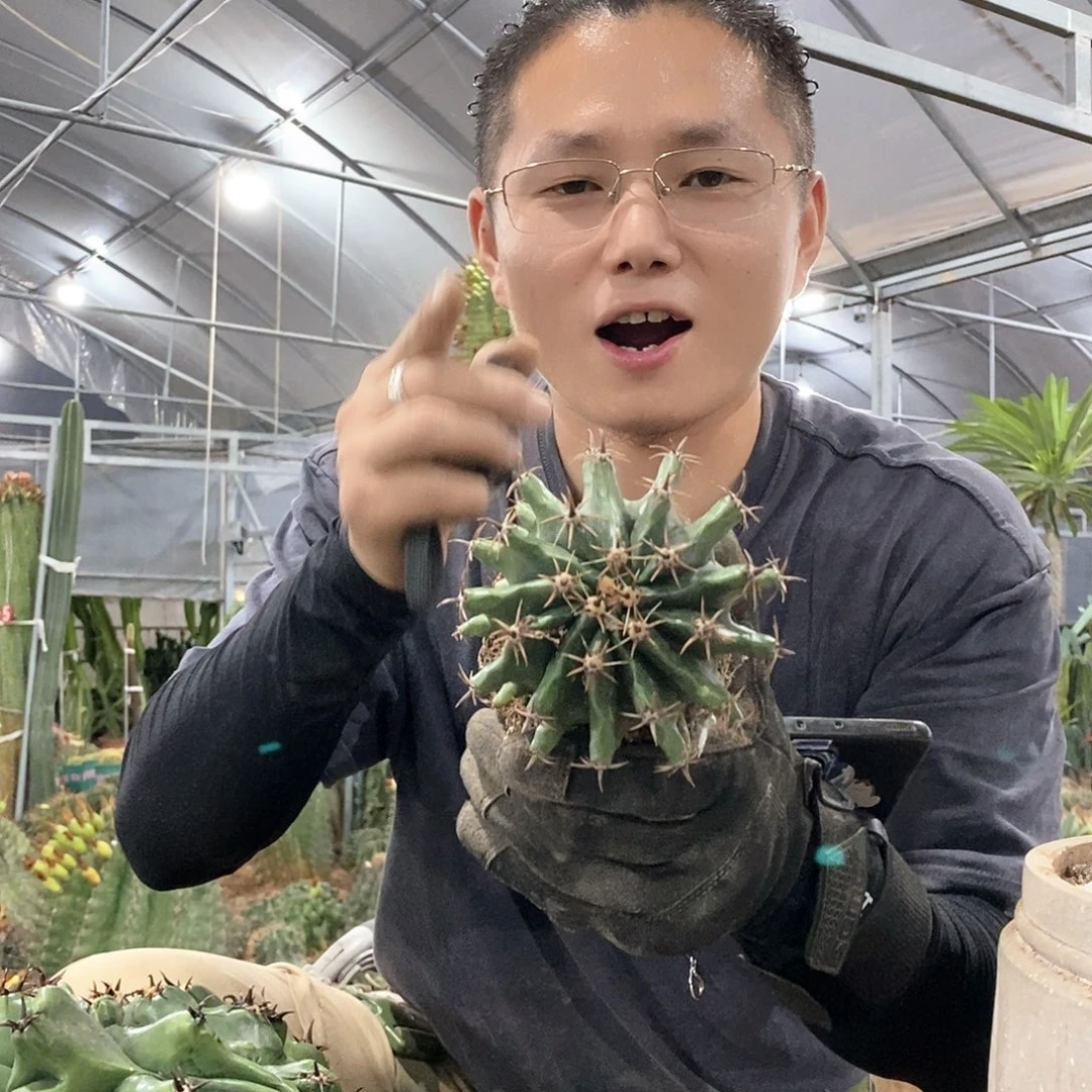 10公分带刺直径短豪刺巨鹫玉量拍