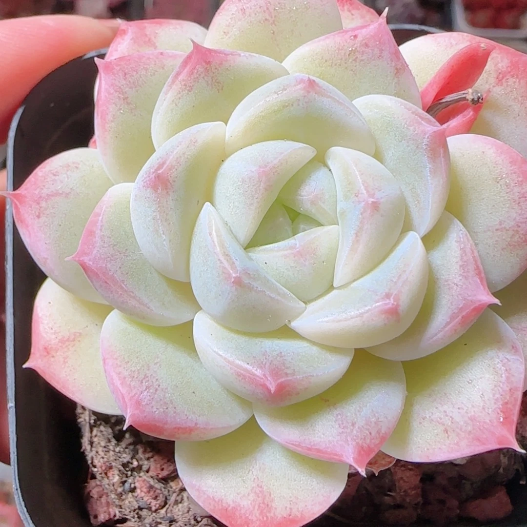 花语多肉1206-17糖心母本