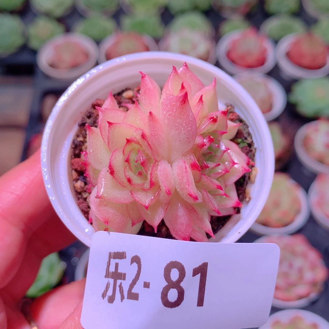 乐然 2-81 麦秆群