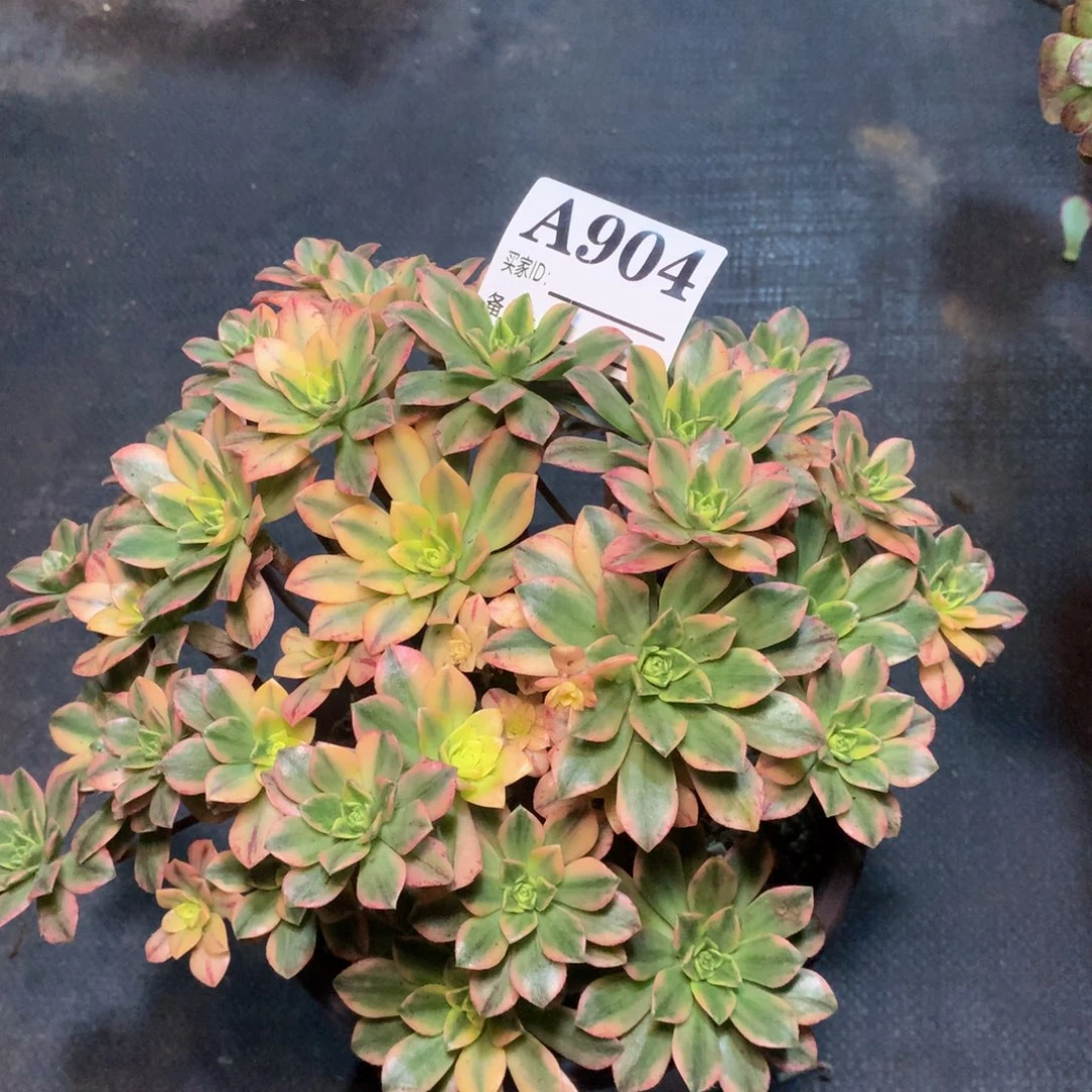 甜茶904法师多肉植物200000