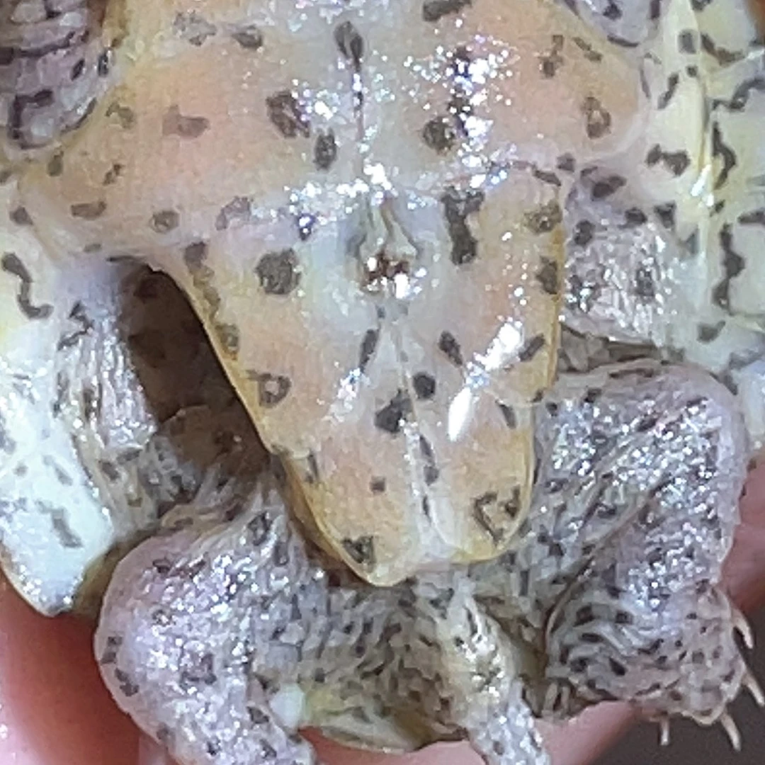 不分公母宠物龟A37全品满纹粗纹黑刀