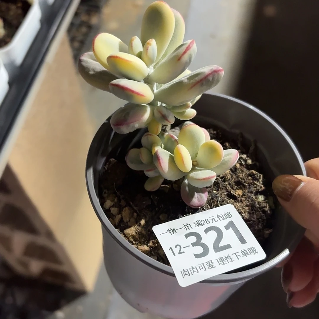 乒乓福娘锦无盆土发货无盆