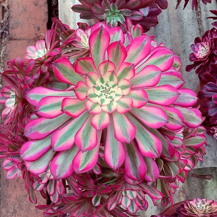 红铜白啊啊啊啊啊