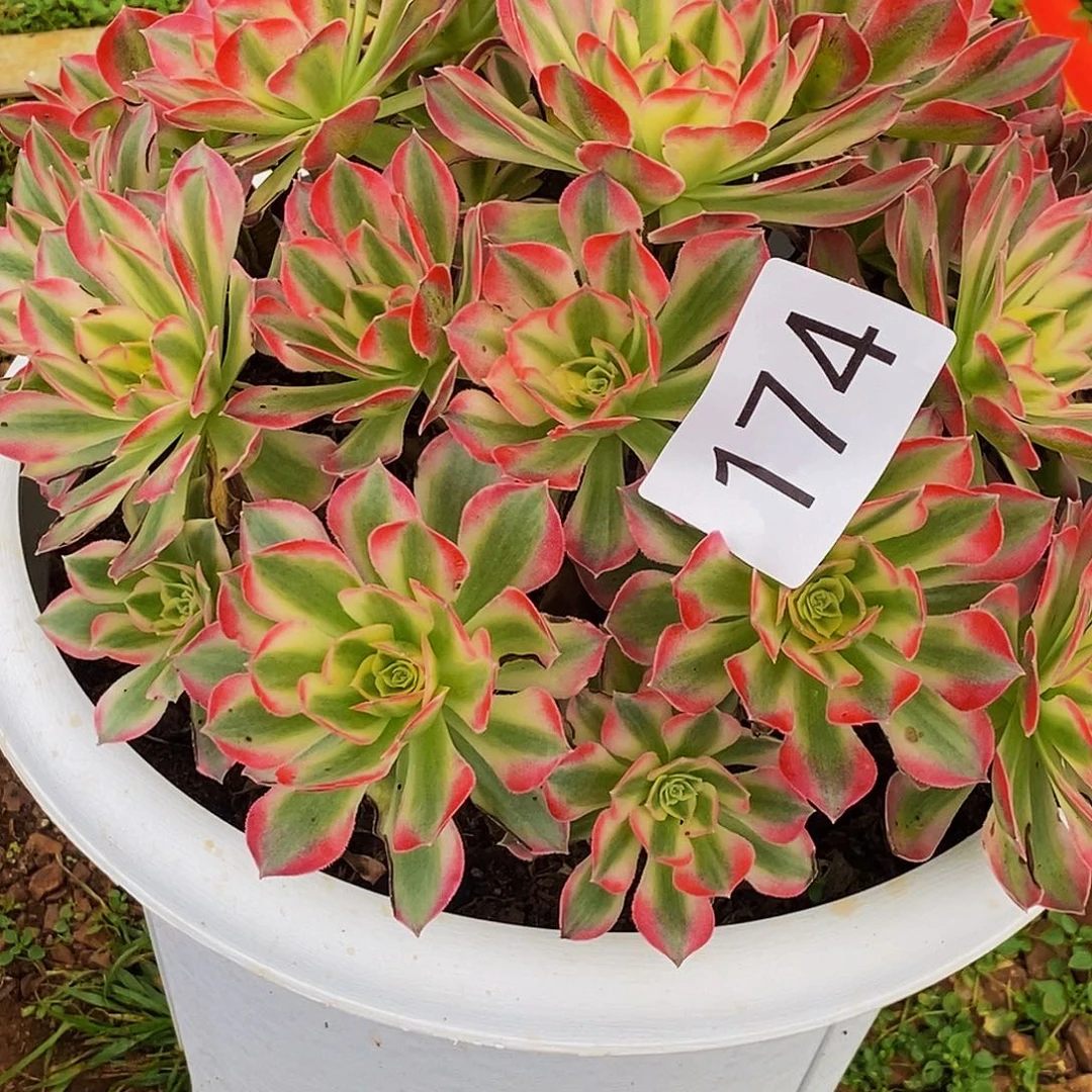 上古园艺多肉植物174